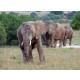 Elephants at Amakhala Game Reserve