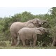 elephants at Amakhala Game Reserve